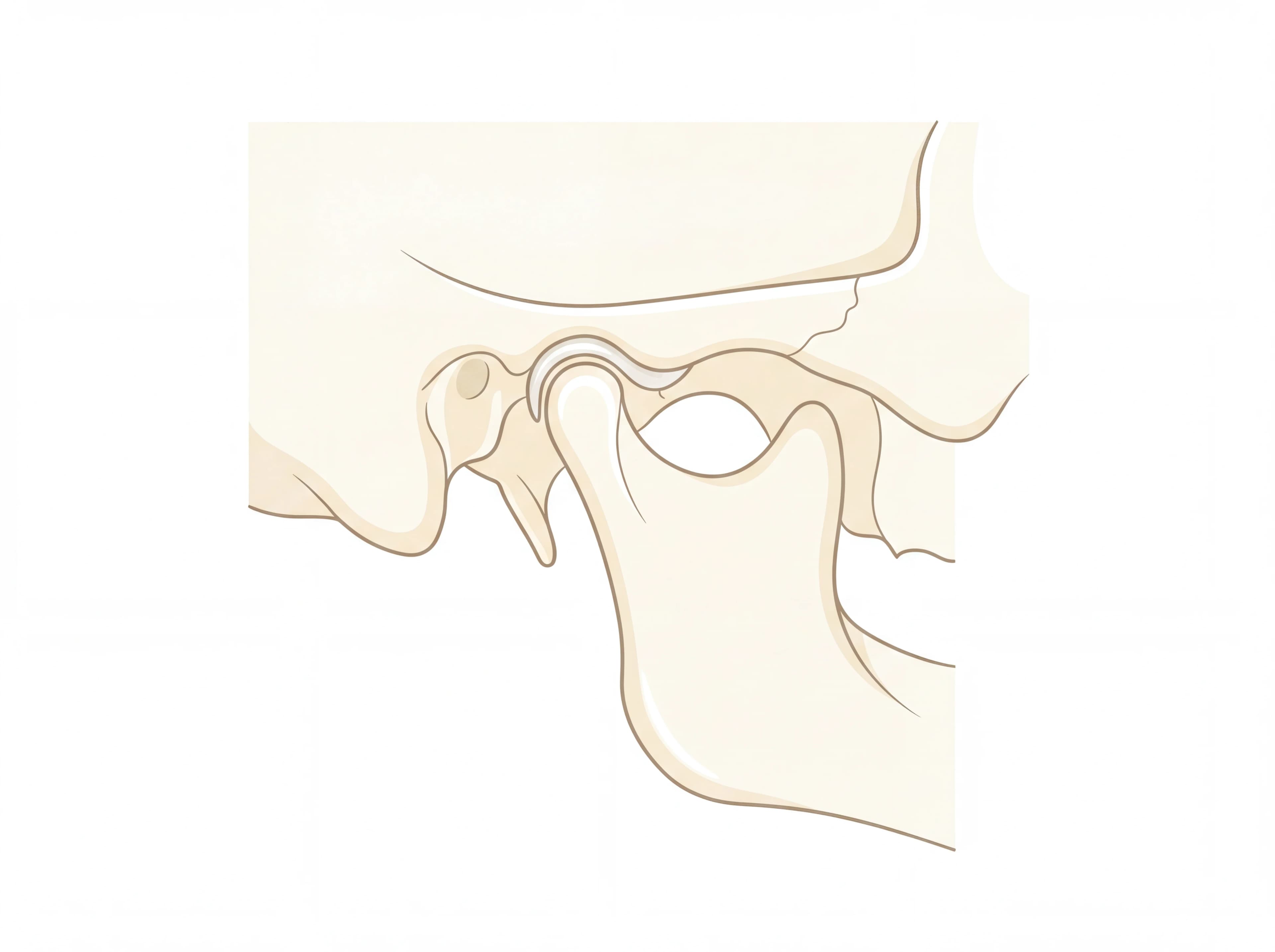 Anatomische Illustration des Kiefergelenks – TMJ / CMD