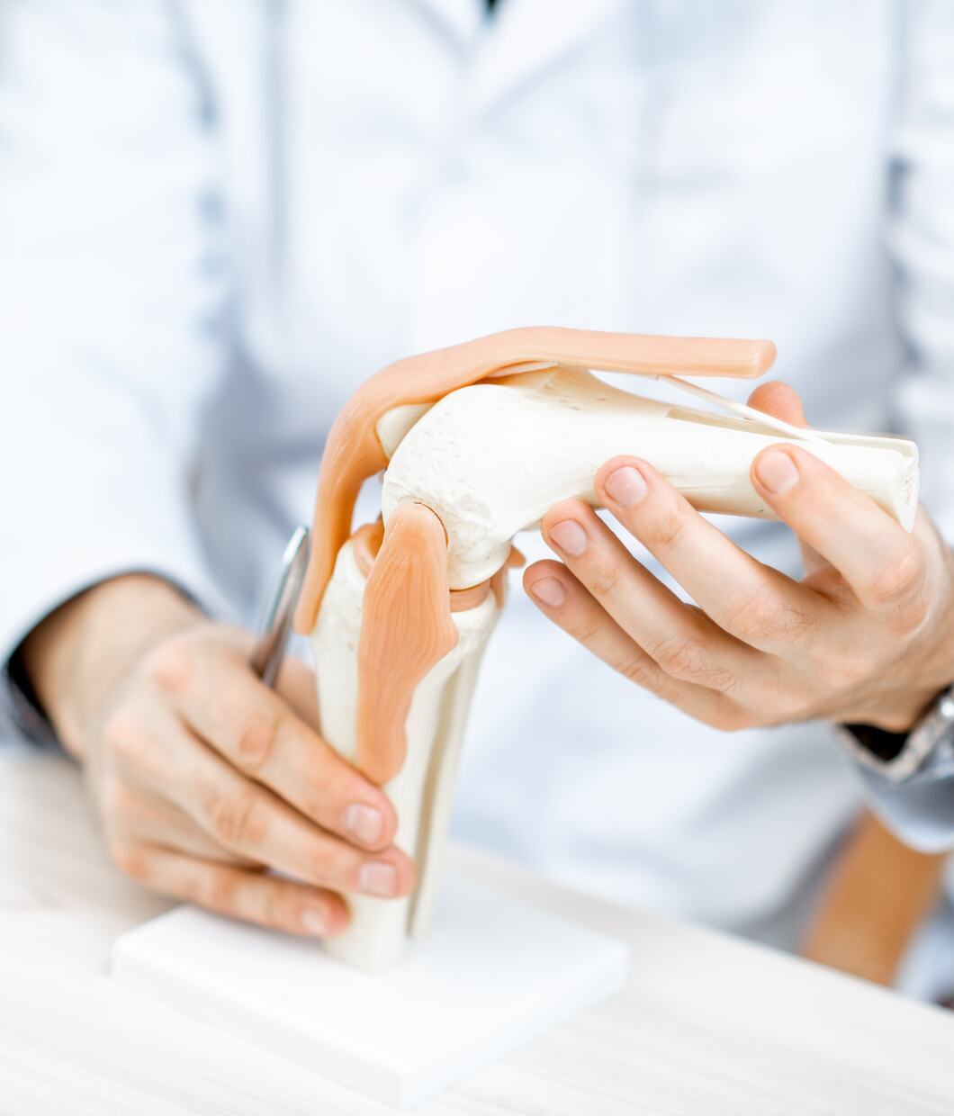 Anatomie Knie